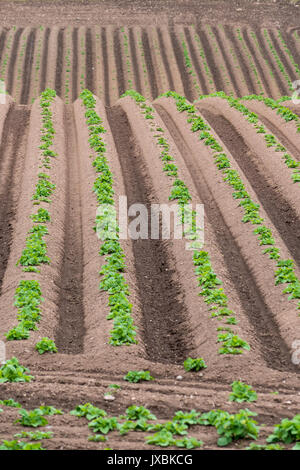 Rangées de pommes de terre nouvelles poussant dans un champ bien géré au printemps Banque D'Images