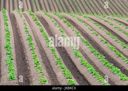 Rangées de pommes de terre nouvelles poussant dans un champ bien géré au printemps Banque D'Images