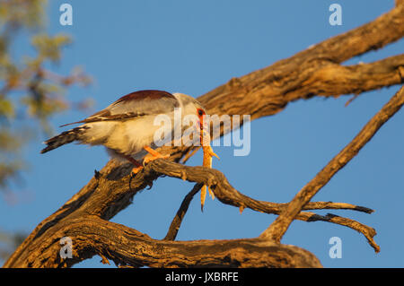 Falcon pygmées d'Afrique (Polihierax semitorquatus), femme avec les proies, la masse des femmes (Agama agama aculeata), Désert du Kalahari Banque D'Images