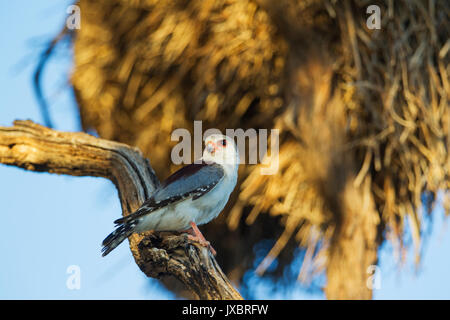 Falcon pygmées d'Afrique (Polihierax semitorquatus), femme, assise en face de nid communal de tisserands (Philetairus Sociable Banque D'Images