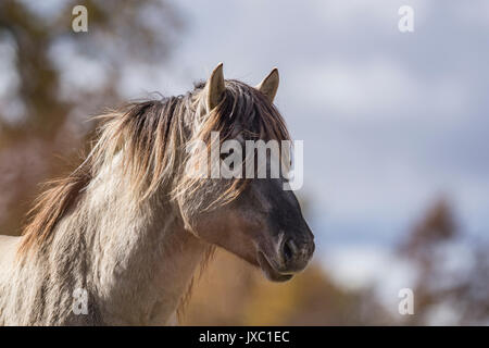 Cheval Tarpan Banque D'Images