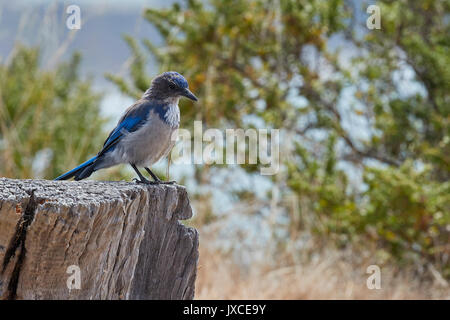 Scrub Jay, Californie Aphelocoma Californica sur Angel Island, Californie. Banque D'Images