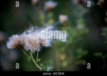 Têtes de graine de figues de Sow-Thistle (Sonchus asper). Le Warwickshire, Angleterre, Royaume-Uni. Banque D'Images