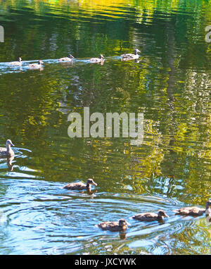 Troupeau de canards sur l'eau réfléchissante Banque D'Images