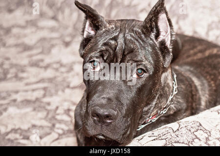 Cane Corso chien Banque D'Images