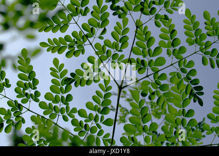 Moringa oleifera Piscine Photo Sky Banque D'Images