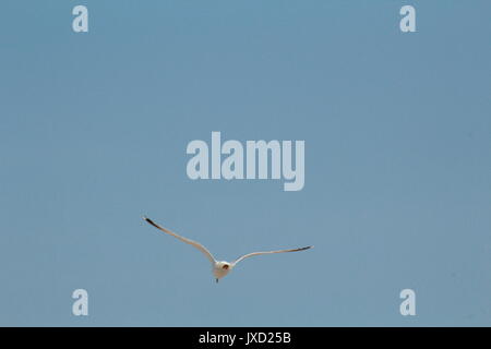 Mouette voler dans le ciel bleu clair de la côte Banque D'Images