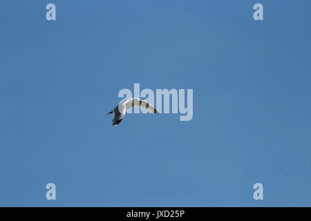 Mouette voler dans le ciel bleu clair de la côte Banque D'Images