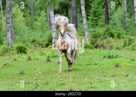 L'exécution de cheval islandais en forêt de bouleaux en Suède Banque D'Images