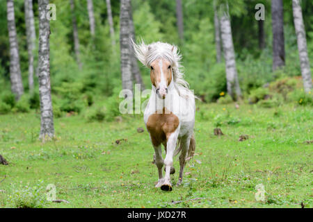 L'exécution de cheval islandais en forêt de bouleaux en Suède Banque D'Images