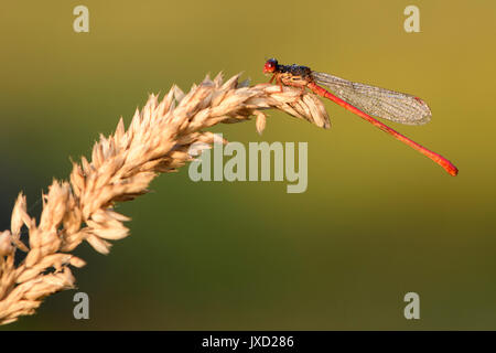 Petite libellule rouge (Ceriagrion tenellum) couvertes de gouttes de rosée sur un matin d'été, reposant sur une paille de l'herbe Banque D'Images