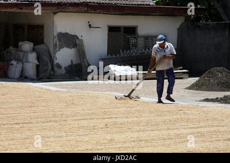 Kuta/Bali - Septembre 09, 2016 : Agriculteur/travailleur de séchage au soleil graines/céréales sur disque béton debout avec rake Banque D'Images