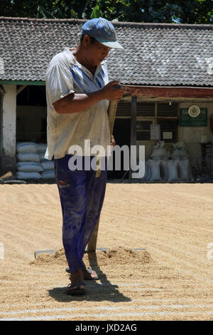 Kuta/Bali - Septembre 09, 2016 : Agriculteur/travailleur de séchage au soleil graines/céréales sur disque béton debout avec rake Banque D'Images