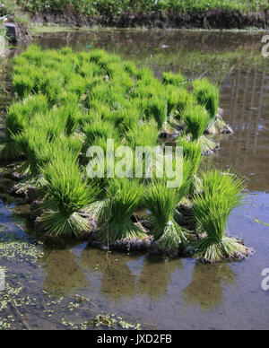 Cluster/Groupe de prêts pour la plantation des plants de riz dans une rizière Banque D'Images