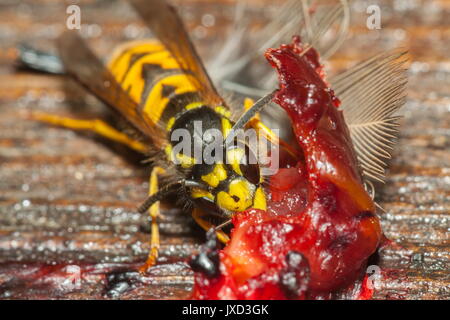 L'un des nettoyeurs de la nature de la politique commune de guêpe (Vespula Vulgaris) est vu retirer la chair de la demeure d'un oiseau mort Banque D'Images