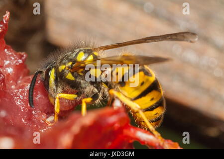 L'un des nettoyeurs de la nature de la politique commune de guêpe (Vespula Vulgaris) est vu retirer la chair de la demeure d'un oiseau mort Banque D'Images