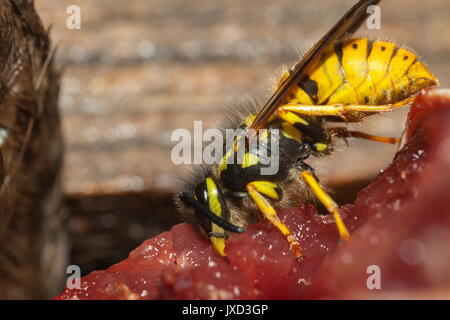 L'un des nettoyeurs de la nature de la politique commune de guêpe (Vespula Vulgaris) est vu retirer la chair de la demeure d'un oiseau mort Banque D'Images