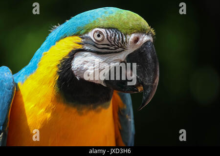 Blue-and-yellow Macaw Chef Close-up Banque D'Images