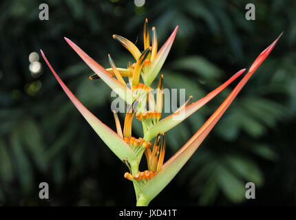 plante tropicale Banque D'Images