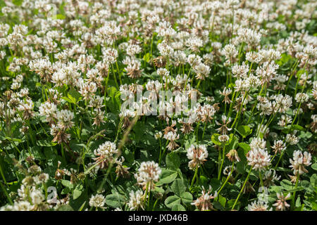 Le trèfle blanc wild meadow fleurs dans champ. Nature vintage eté automne piscine photo. Focus macro shot sélective avec DOF peu profondes Banque D'Images
