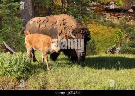 Mère vache Buffalo Bisons se distingue de manière protectrice sur baby calf Banque D'Images