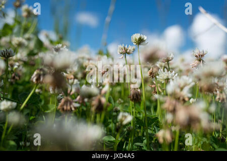 Le trèfle blanc wild meadow fleurs dans domaine au ciel d'un bleu profond. Nature vintage eté automne piscine photo. Focus macro shot sélective avec DOF peu profondes Banque D'Images