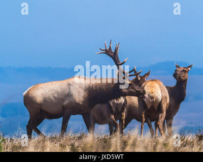 L'orniérage tule elk sur tomales point trail dans pt reyes national seashore Banque D'Images