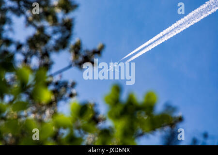 Avion en vol vu par les feuilles dans une forêt Banque D'Images