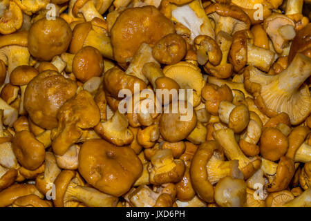 Beaucoup de chanterelles fraîches, propres (girolles), pour la cuisson Banque D'Images