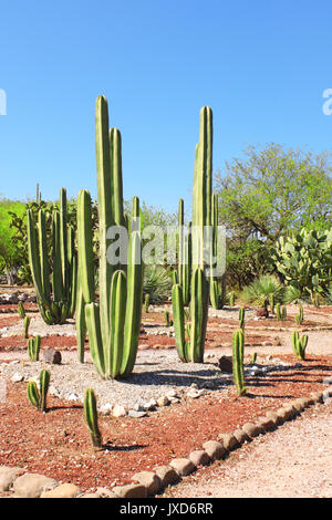 Jardin de cactus et plantes grasses près de célèbre site archéologique de Tula de Allende, l'état de Hidalgo, au Mexique, en Amérique du Nord Banque D'Images