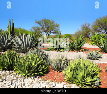 Jardin de cactus, agaves et plantes grasses près de célèbre site archéologique de Tula de Allende, l'état de Hidalgo, au Mexique, en Amérique du Nord Banque D'Images