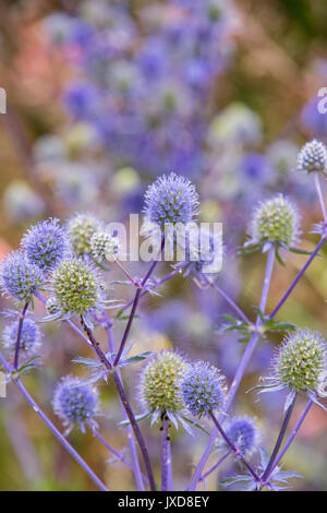 Eryngium bourgatii (Méditerranée) Banque D'Images