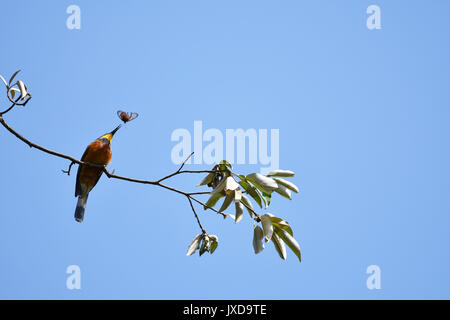 Un bee-eater nabs un papillon par son antenne Banque D'Images