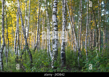 Forêt de bouleaux dans la lumière du soleil du matin Banque D'Images