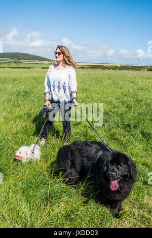 Une jeune femme marche son Bichon Frise et chiens de Terre-Neuve dans un champ de Sennen, Cornwall, England, UK. Banque D'Images