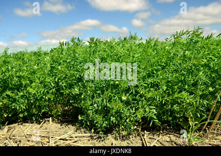 La récolte de lentilles en Saskatchewan farm field Banque D'Images