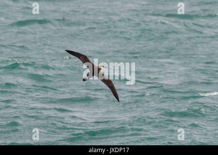 Un grand oiseau de Shearwater, gravis Ardenna, anciennement, Puffinuss opver gravis, flambée des vagues de l'océan. Dorset, UK, Europe. Banque D'Images