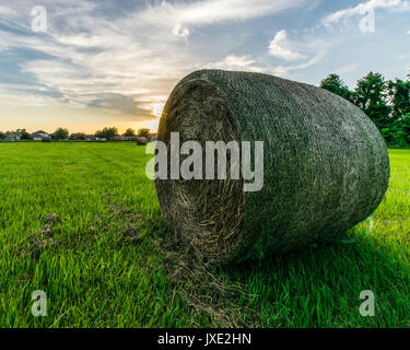 Caution de foin dans un champ au coucher du soleil. Banque D'Images