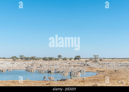 Un grand troupeau de zèbres Burchell, Equus quagga burchellii, l'eau potable à un étang dans le Nord de la Namibie Banque D'Images