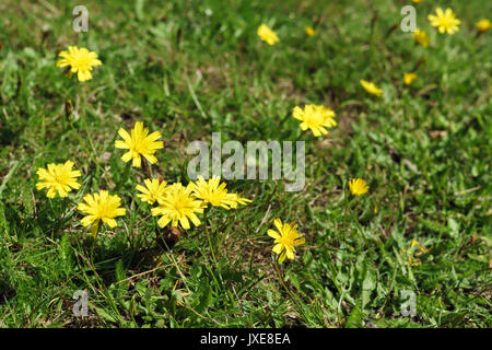 Leontodon autumnalis Hawkbit (automne) Banque D'Images