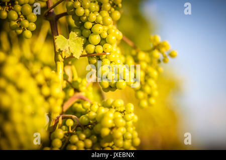 Le Staffordshire, au Royaume-Uni. Août 15, 2017. Météo britannique. Raisins à un des nombreux vignobles de prendre en fin d'après-midi ensoleillé. Crédit : Peter Lopeman Banque D'Images