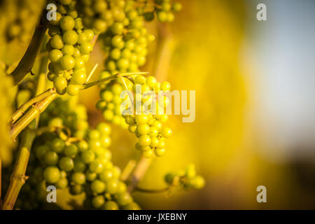 Le Staffordshire, au Royaume-Uni. Août 15, 2017. Météo britannique. Raisins à un des nombreux vignobles de prendre en fin d'après-midi ensoleillé. Crédit : Peter Lopeman Banque D'Images