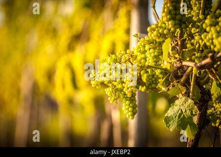 Le Staffordshire, au Royaume-Uni. Août 15, 2017. Météo britannique. Raisins à un des nombreux vignobles de prendre en fin d'après-midi ensoleillé. Crédit : Peter Lopeman Banque D'Images