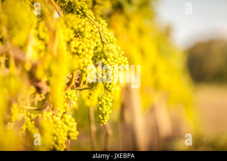 Le Staffordshire, au Royaume-Uni. Août 15, 2017. Météo britannique. Raisins à un des nombreux vignobles de prendre en fin d'après-midi ensoleillé. Crédit : Peter Lopeman Banque D'Images