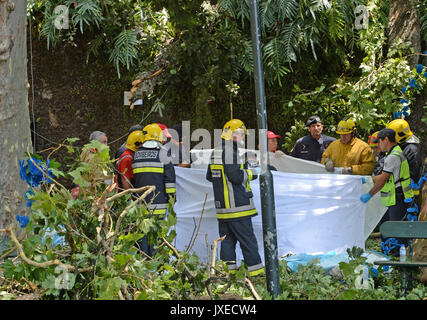 Lisbonne, Portugal. Août 15, 2017. Les sauveteurs travaillent sur le site où un 200-year-old Oak tree s'est effondré au cours d'une procession religieuse sur l'île portugaise de Madère, Portugal, le 15 août, 2017. Treize personnes sont maintenant morts et des dizaines de blessés après un grand arbre s'est effondré sur l'île portugaise de Madère vers midi Mardi, les médias locaux ont rapporté. Crédit : Helder Santos/Xinhua/Alamy Live News Banque D'Images