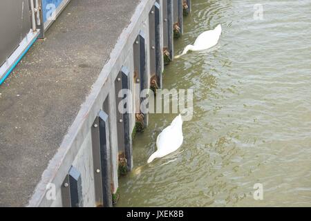 Londres, Royaume-Uni. Août 16, 2017. Cygnes sur la Tamise près de Woolwich jetée sur une chaude journée ensoleillée. :Crédit : Claire Doherty Alamy/Live News Banque D'Images