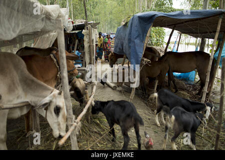 Bogra, Bangladesh. Août 16, 2017. Les gens avec leurs animaux d'accueil cherchent un abri temporaire pour les inondations en zone Kajla à Bogra. La souffrance des peuples continue comme beaucoup d'entre eux ont quitté leurs foyers avec leur bétail, chèvres, poules et autres animaux de compagnie et ont trouvé refuge dans des zones sûres et bon nombre de ces personnes n'ont pas encore été en mesure de retourner à mesure que l'eau n'a pas entièrement disparu de leurs foyers. Incidents liés aux crues dans Dinajpur, Gaibandha Lalmonirhat et augmenter le nombre de morts à 30 dans les trois derniers jours à travers le pays. Credit : K M Asad/ZUMA/Alamy Fil Live News Banque D'Images