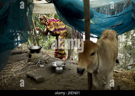 Bogra, Bangladesh. Août 16, 2017. Femme avec sa vache cherchent un abri temporaire pour les inondations en zone Kajla à Bogra. La souffrance des peuples continue comme beaucoup d'entre eux ont quitté leurs foyers avec leur bétail, chèvres, poules et autres animaux de compagnie et ont trouvé refuge dans des zones sûres et bon nombre de ces personnes n'ont pas encore été en mesure de retourner à mesure que l'eau n'a pas entièrement disparu de leurs foyers. Incidents liés aux crues dans Dinajpur, Gaibandha Lalmonirhat et augmenter le nombre de morts à 30 dans les trois derniers jours à travers le pays. Credit : K M Asad/ZUMA/Alamy Fil Live News Banque D'Images