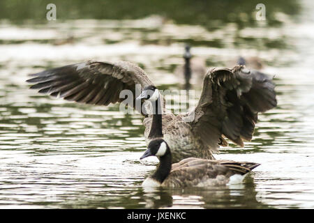 Alexandra Palace, au nord de Londres, au Royaume-Uni. Août 16, 2017. Canards dans un lac dans l'Alexandra Palace étang pendant le coucher du soleil. Credit : Dinendra Haria/Alamy Live News Banque D'Images