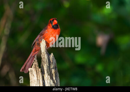 Le Cardinal rouge mâle perché sur vieux poteau de clôture Banque D'Images